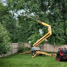 Tree and Shrub Care in Walkersville, MD