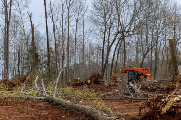 How Our Tree Care Process Works  in  Walkersville, MD